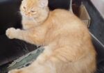 Persian cat short hair