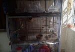 Bird Cage – পাখির খাচা