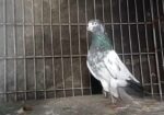 টেডি নর
