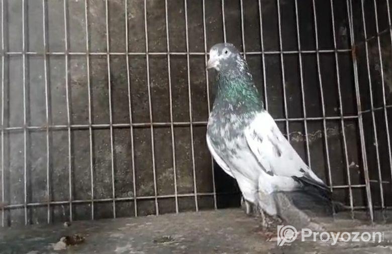 টেডি নর