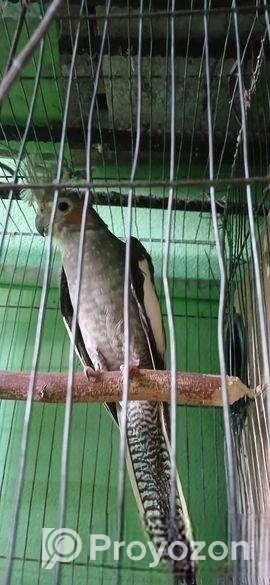 কোকাটেল পাখি