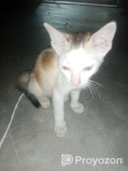 বিড়াল