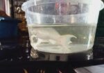 White Moontail Moly