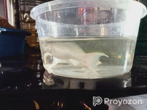 White Moontail Moly