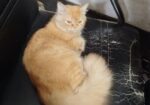 Persian cat short hair