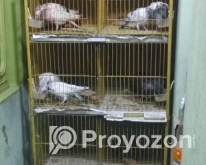 fitted-71_2025-10-01_12-20-06-1