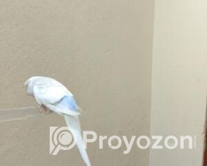 fitted-71_2025-10-08_11-47-23