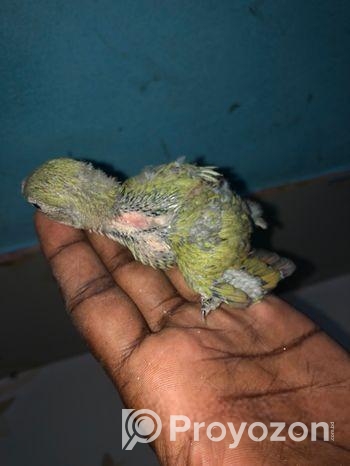 LOVEBIRD SELL