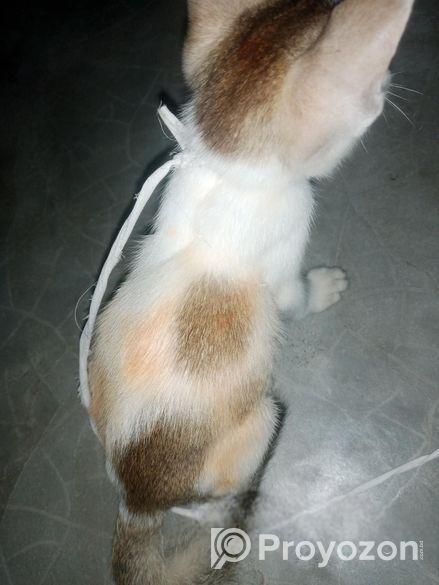 বিড়াল