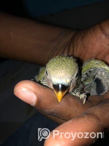 LOVEBIRD SELL