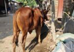 আরিয়া গরু