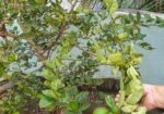 ছাদে লাগানোর জন্য কিছু ফলের গাছ বিক্রি