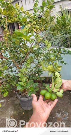 ছাদে লাগানোর জন্য কিছু ফলের গাছ বিক্রি