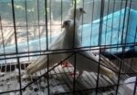 আমেরিকান সাদা বোম্বাই কবুতর