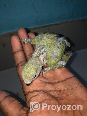LOVEBIRD SELL