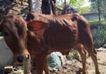 আরিয়া গরু