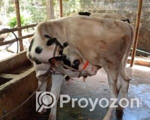 fitted-74_2025-10-08_11-49-41