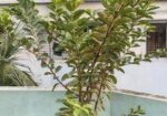 ছাদে লাগানোর জন্য কিছু ফলের গাছ বিক্রি