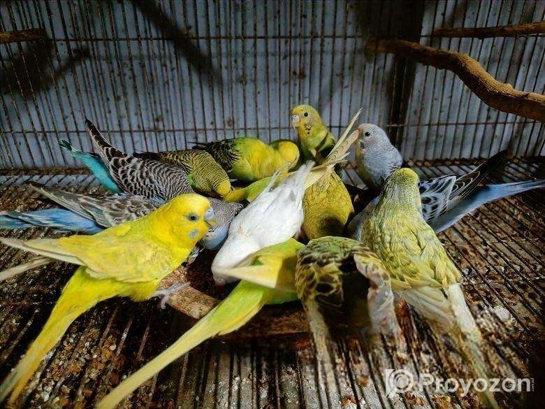 বাজরিগার পাখি