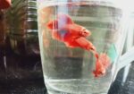 Fighter Fish.