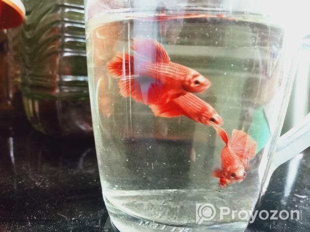 Fighter Fish.