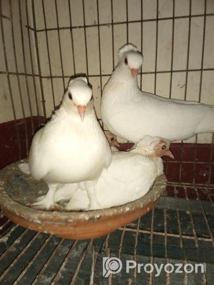 কবুতর বিক্রি হবে