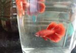 Fighter Fish.