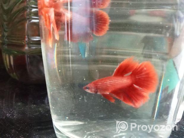Fighter Fish.