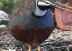 King quail / কিং কোয়েল জোড়া