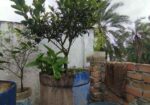 ভিয়েতনামের মাল্টা গাছ