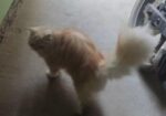 9 Month Pure Persian Female Cat