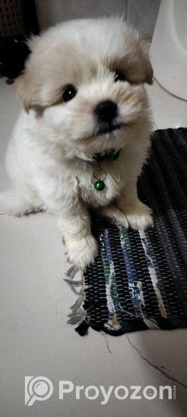 Male Dog
