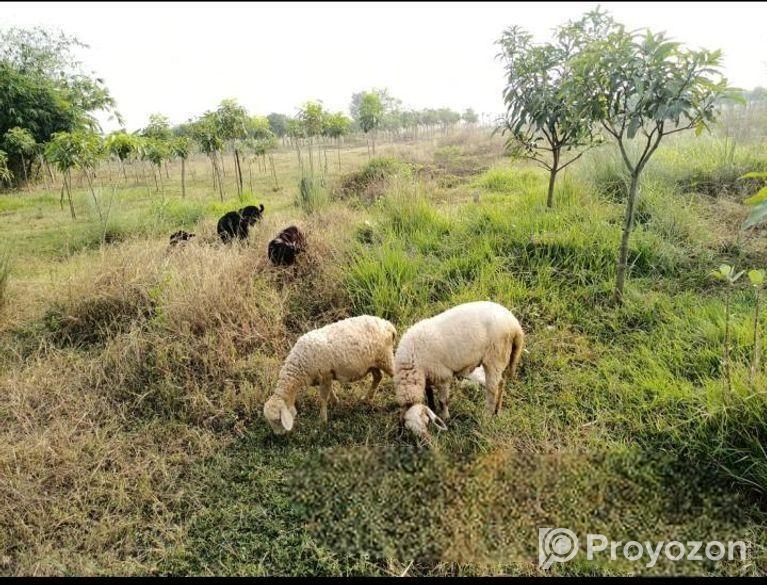 Land Sell