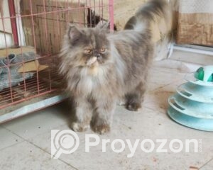 fitted-81_2025-10-01_12-33-07