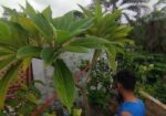 কাঠগোলাপ গাছ ও মাটি ফ্রি