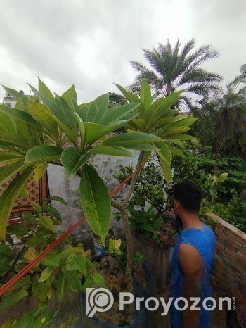 কাঠগোলাপ গাছ ও মাটি ফ্রি