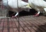 রাজশাহী হাই ফ্লায়ার বাজি গরম, গিরিবাজ