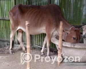 fitted-82_2025-10-14_23-47-19