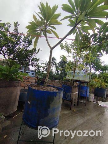 কাঠগোলাপ গাছ ও মাটি ফ্রি