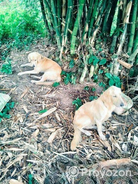 Male+female dog