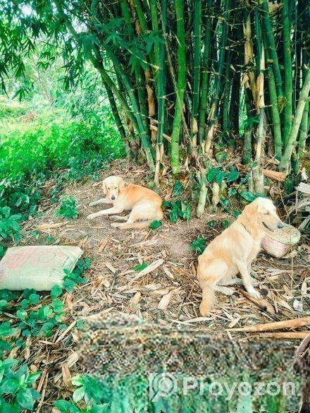 Male+female dog