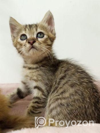 Cat Sell