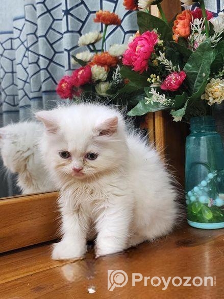 Persian Cat