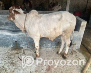 fitted-8_2025-10-08_10-14-50