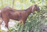 একটি পাঠি ছাগল বিক্রয় করা হবে