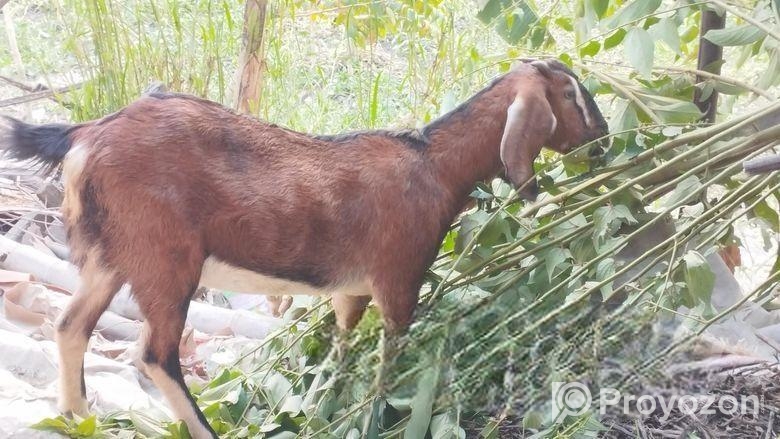 একটি পাঠি ছাগল বিক্রয় করা হবে