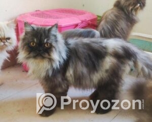 fitted-90_2025-10-01_12-46-01