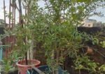 বিদেশি লিচু আম পেয়ারা আরো অন্যান্য ফলজ গাছ বড় ড্রামে ফিটিংসহ