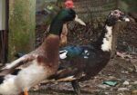 Balgium duck and Chainese sell