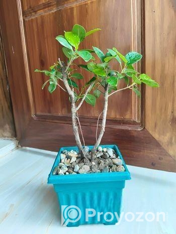 বনসাই চায়না বট